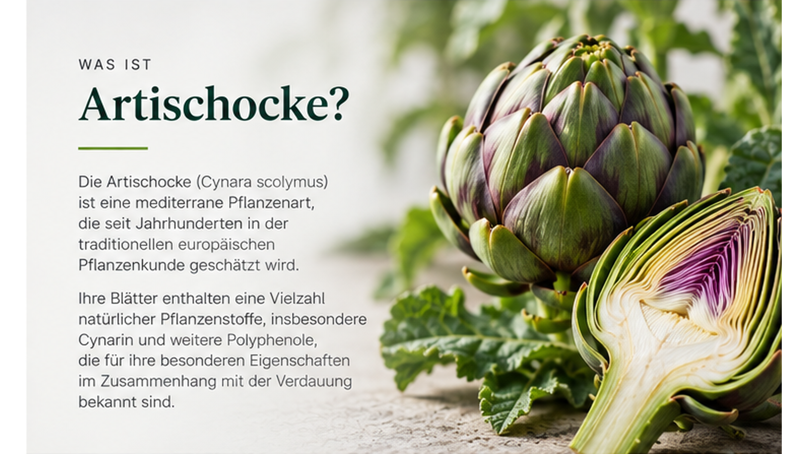 Artischocke mit aufgeschnittenem Blütenkopf