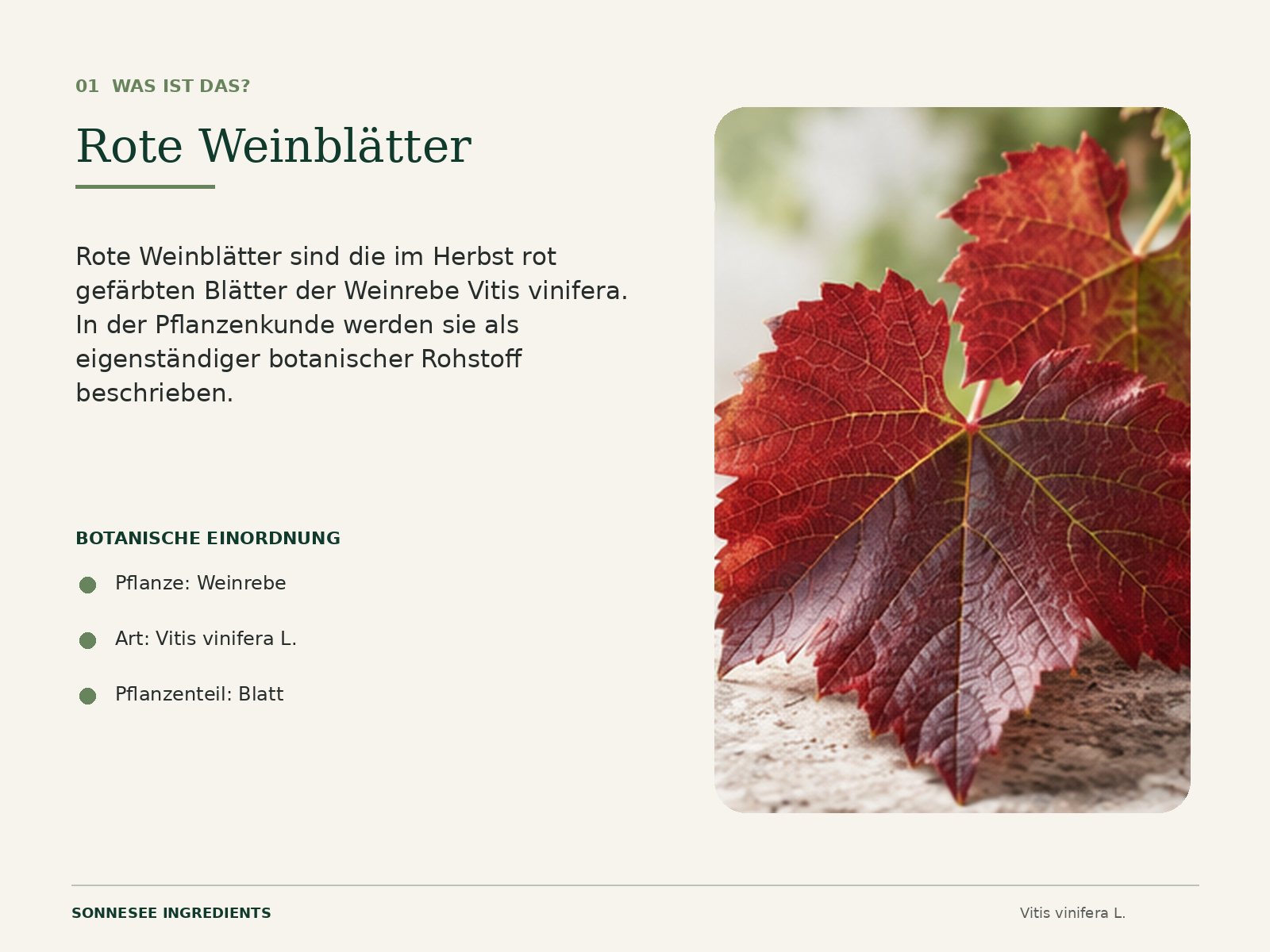 Rote Blätter der Weinrebe