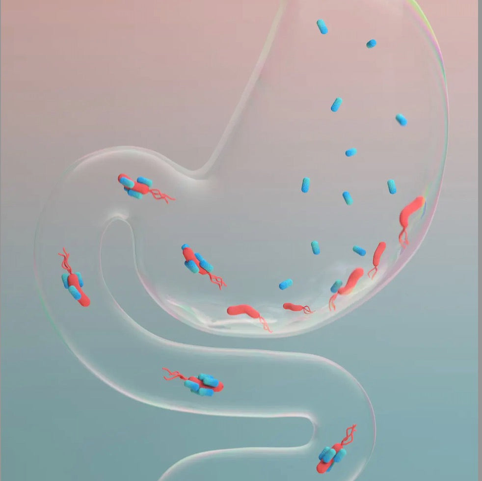 Was ist H. pylori?