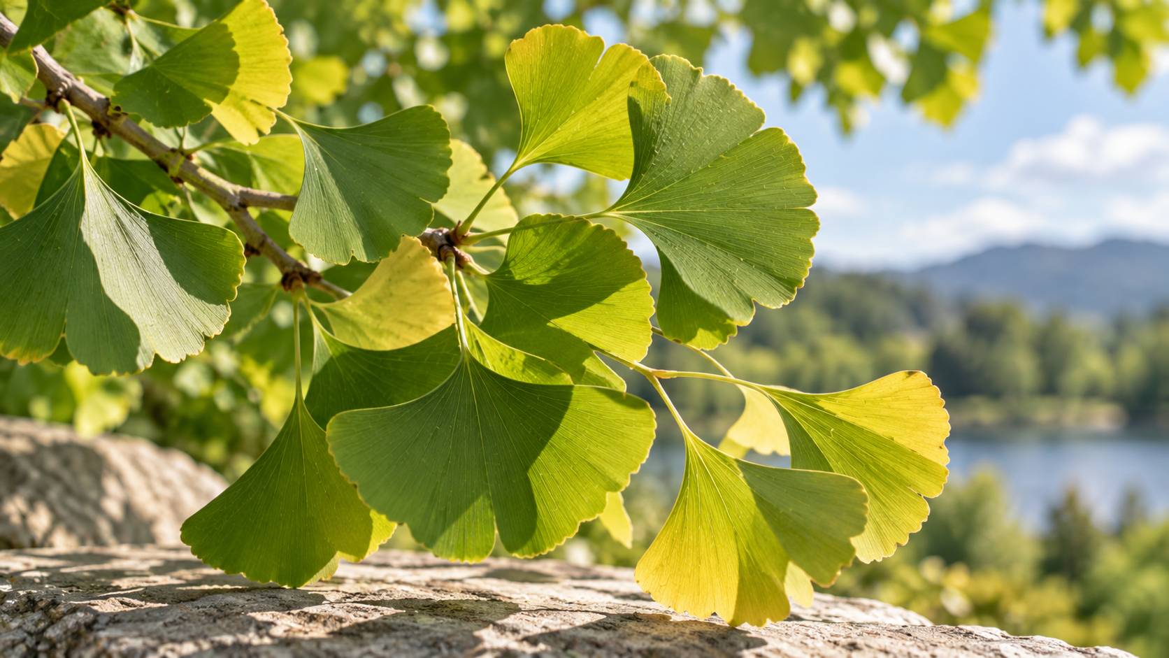 Fächerförmige Blätter von Ginkgo biloba an einem Zweig