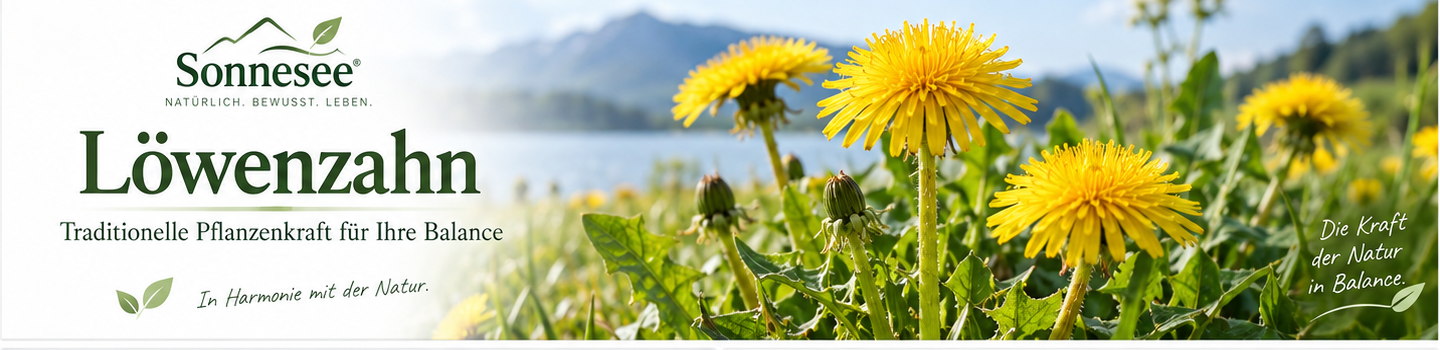 Löwenzahn mit gelber Blüte, gezackten Blättern und Wurzel
